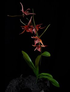 Venal Muse, Augean by Mat Collishaw
