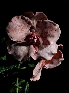 Venal Muse, Impetus by Mat Collishaw