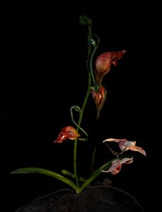 Venal Muse, Lafage by Mat Collishaw