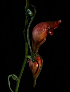 Venal Muse, Lafage