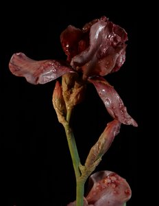 Venal Muse, Viridor, 2012