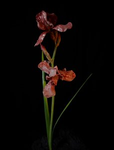 Venal Muse, Viridor, 2012