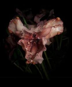 Venal Muse, Viridor by Mat Collishaw