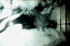 Wormery, 2009 by Mat Collishaw