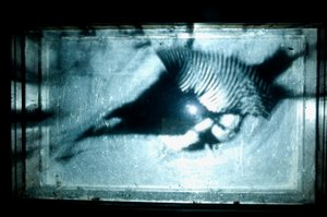 Wormery by Mat Collishaw