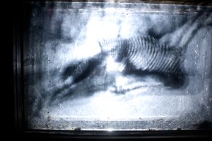 Wormery by Mat Collishaw