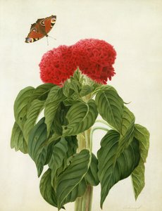 Celosia Argentea Cristata and Butterfly