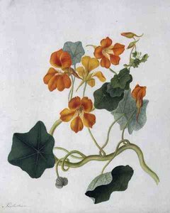 Tropaeolum by Matilda Conyers