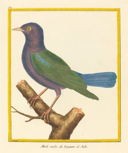 Merle Violet, du Royaume de Juda by Matinet