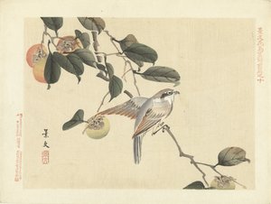 Bird and Persimmon (Flower and Bird Sketches by Keibun - Part One) by Matsumura Keibun