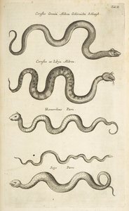 Tab II, Snakes, Illustration from 