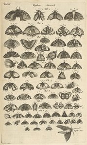 Butterflies and Moths, Illustration from 