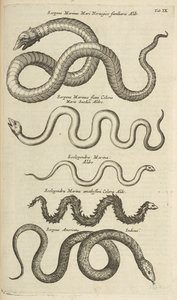 Tab IX, Sea Snakes, Illustration from 