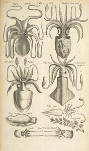 Octopus, Illustration from 