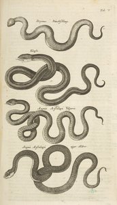Snakes, Illustration from 