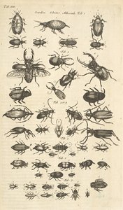 Beetles, Illustration from 