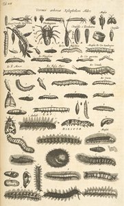 Caterpillars, Illustration from Historiæ Naturalis de Quadrupetibus by Mattaus the Younger Merian