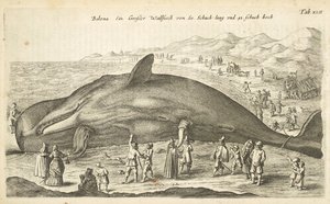 Whale, Illustration from 
