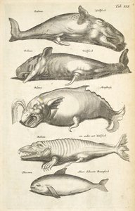 Tab XLI, Whales, Illustration from 