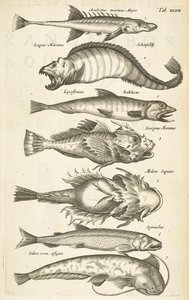 Fish species, Illustration from 