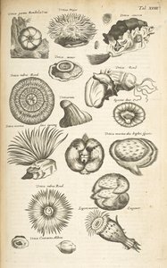 Marine life, Illustration from 