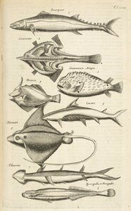 Fish species, Illustration from 