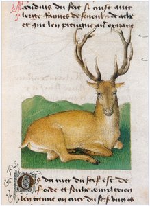  by Matthaeus Platearius