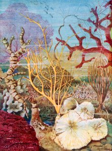 Corals by Maud Scrivener