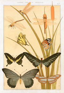 Butterflies, pub. 1897