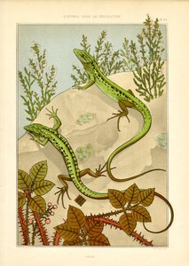 Naturalistic Lizard Motif in Art Nouveau