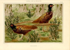 Naturalistic Pheasant Pair in Forest by Maurice Pillard Verneuil