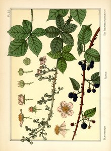 The Blackberry Bush