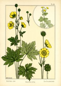 The Buttercup