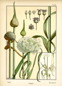 The Leek by Maurice Pillard Verneuil