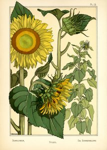 The Sunflower