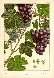 The Vine