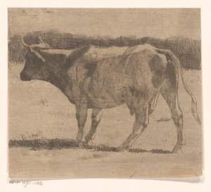 Cow in a Meadow