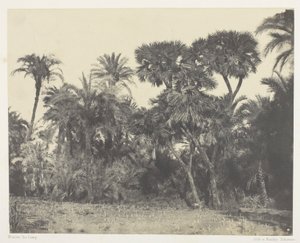 Bois de Dattiers et de Palmiers Doums, Haute-Egypte
