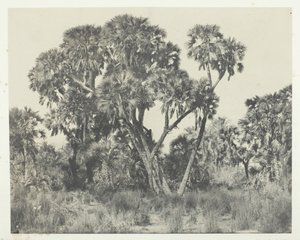 Palmiers Doums, Haute-Egypte by Maxime Du Camp