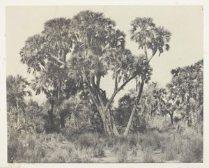 Doum Palms, Upper Egypt by Maxime Du Camp