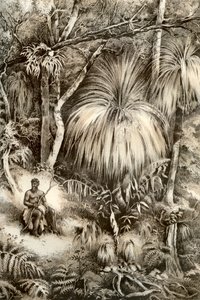 Tasmanian Forest Scene by McFarlane and Erskine