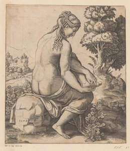 Venus and the Rose