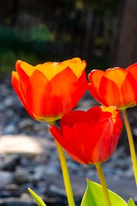 Shining Tulip