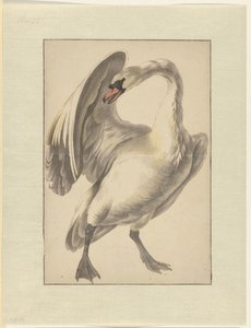 White Tame Swan by Melchior d
