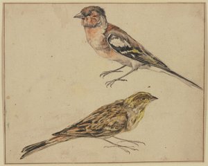 A Goldfinch and a Linnet by Melchior de Hondecoeter
