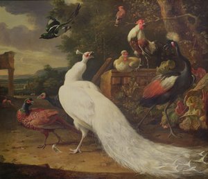The White Peacock by Melchior de Hondecoeter