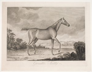 The Horse "Gentle Kitty" by Meno Haas