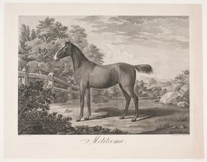 The Horse 