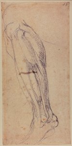 Leg Study