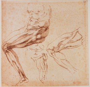 Leg studies